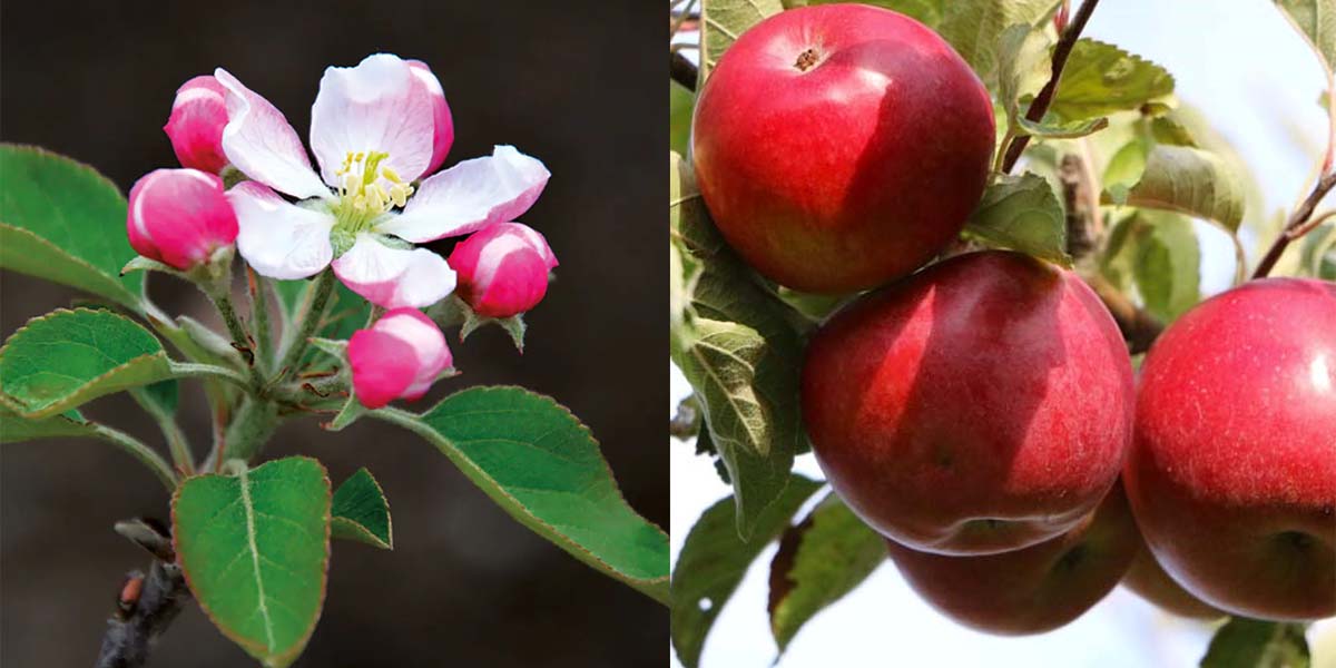 Melicoltura: più varietà e standard più elevati complicano la coltivazione